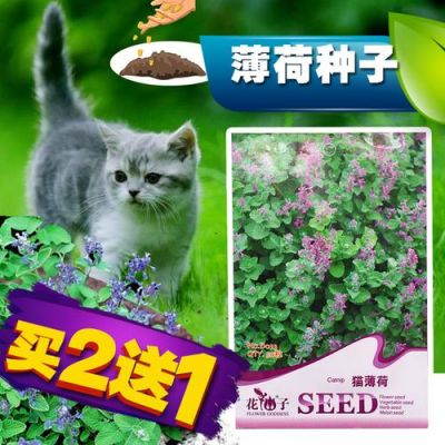 猫薄荷种植技术及亩收益？猫咪栽培 安卓