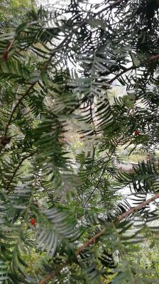 我养了两颗北方红豆衫，有的说北豆不结果，到底能结果吗？两颗红豆安卓安装