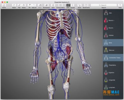 3d人体建模软件下载?3d肌肉系统安卓版-图2 3d人体建模软件下载?3d肌肉系统安卓版-图2