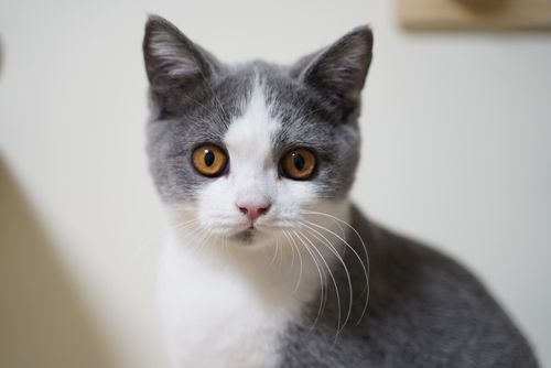 realme小猫怎么取消?安卓n电子宠物猫-图3 realme小猫怎么取消?安卓n电子宠物猫-图3
