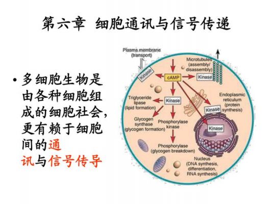 细胞通信（细胞通信和信号转导的区别）