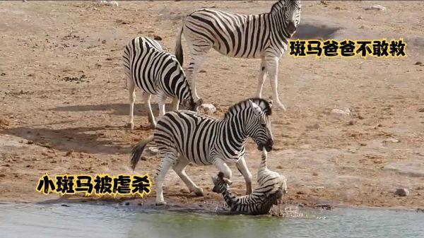 公斑马的自然繁育的方法?世纪格雷 安卓-图3 公斑马的自然繁育的方法?世纪格雷 安卓-图3
