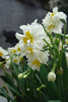 云端水仙花（水仙的花语是什么?）