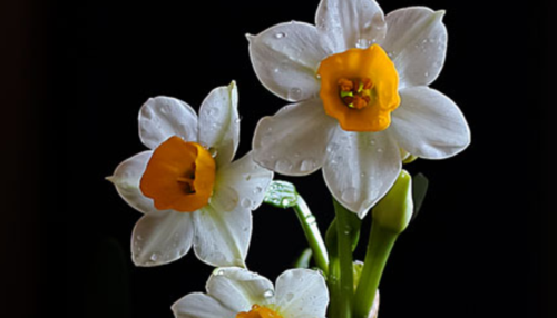 云端水仙花(水仙的花语是什么?)-图2 云端水仙花(水仙的花语是什么?)-图2